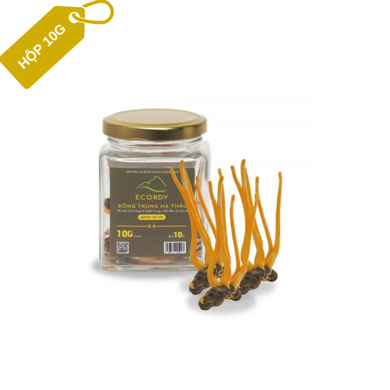Đông trùng hạ thảo nguyên con tươi 10g Ecordy